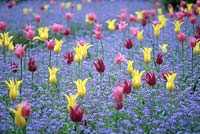 Colourful drifts of spring flowers with Tulipa 'China Pink' AGM 'West Point' agm and 'Maytime'  with myosotis - forget me not, May