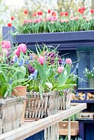 Tulipa Rosalie, Muscari, Fritillaria meleagris and  Hyacinthus orientalis 'Woodstock' in baskets on a wooden table. Purple second hand cabinet in the background.