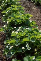 Fragaria 'Tamella' - row of strawberry plants in flower at RHS Wisley
