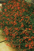 Zauschneria californica - californian fuchsia