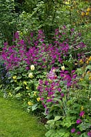 Late spring border with lunaria annua, tulipa, narcissus and anthriscus sylvestris, Docwras Manor
