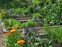 The vegetable garden growing potatoes, onions, carrots, salad leaves and herbs, with calendula as a companion plant to attract beneficial insects.