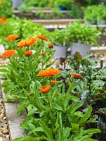 Calendula as a companion plant in the vegetable garden to attract beneficial insects.