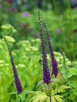 Teucrium hircanicum 'Purple Tails', long purple flower spikes are produced throughout summer. 