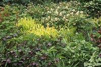 Mixed early spring border with Milium effusum 'Aureum', Helleborus, Skimmia, Arum subsp italicum 'Marmoratum' at Beth Chatto gardens