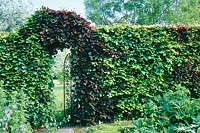 Tapestry hedge as garden divider, arch with wrought iron gate