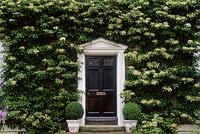 Hydrangea anomala subsp. Petiolaris, cream flower, covering house front wall around black door, June