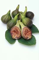 Fig 'Brown Turkey', fruit on leaf 