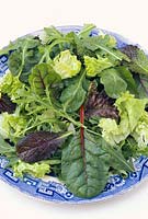 Leaf salad with Lettuce 'Lollo Biondi', Lettuce mizuna, red chard, red mustard and rocket