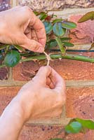 Tying in a climbing Rose. Attaching Rose to steel wire with string