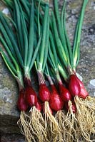 Spring onion 'Furio' 