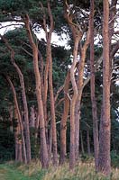 Pinus sylvestris - Brecklands, Norfolk