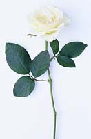 White rosa on long stem with two leaves on white background