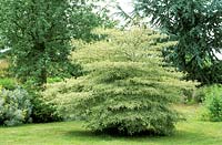Cornus alternifolia 'Argentea' - pagoda dogwood