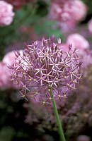 Allium cristophii syn. a. albopilosum, June summer flowering bulb, close up of star shaped purple flowers