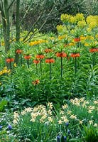 Spring border with fritillaria imperialis, narcissus, muscari, euphorbia characias subsp wulfenii at Beth Chatto garden, April