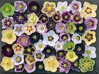 A selection of Ashwood Garden hybrid hellebores, winter flowering perennials in different colours and forms - single, double, anemone-centred, picotee.