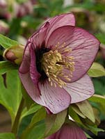 Helleborus x hybridus Ashwoods Garden Hybrids, hellebore, a bowl-shaped form with maroon nectaries streaking outwards onto shapely petals. Young bronze foliage. Winter perennial.
