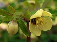 Helleborus x hybridus Ashwoods Garden Hybrids, developing in 2009, 2nd generation hellebore becoming more star shaped, golden foliage with unfading yellow petals.