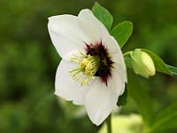 Helleborus x hybridus Ashwoods Garden Hybrids, one of earliest hellebores to flower. Simple, white single with dark nectaries and light maroon flush. One of Kevin's favourites.
