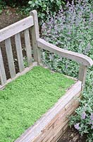 Non-flowering chamomile planted as an aromatic bench - Chamaemelum nobile 'Treneague', beside a bed of Nepeta