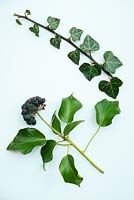 Hedera helix, adult foliage and fruit left, and juvenile foliage on right