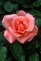 Rosa 'Blessings', a hybrid tea rose in August