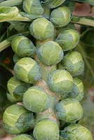 Brussel sprout 'Breeze', February