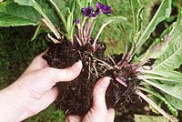 Propagation - dividing a clump of Polyanthus by pulling apart into smaller clumps, September
