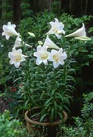 Lilium longiflorum - Easter lily, white flower in terracotta pot, June