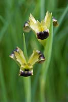 Hermodactylus tuberosus - widow iris, syn. Iris tuberosa. Black and green flower, March