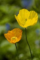 Meconopsis cambrica and Meconopsis cambrica var aurantiaca - Welsh Poppy. Close up of a yellow flower