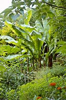 Musa basjoo - Japanese Banana. Clump of mature foliage plants