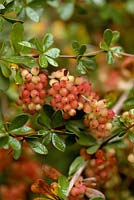 Berberis wilsoniae, orange berries