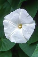 Ipomoea tricolor var. 'Pearly Gates' - Morning glory flower, October