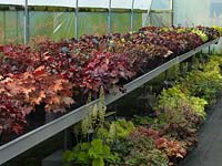 A National Plant Collection of more than 250  heucheras has been amassed by Richard and Vicky Fox.