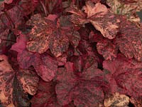 Heuchera Eton Mess Raspberry TM, Fox Series TM, an evergreen perennial with smooth, lobed leaves mottled pink, red, crimson, black 