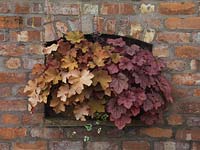 In brick niche, wall basket of different heucheras. Left to right - Caramel and Georgia Peach.