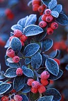 Cotoneaster franchetii, frosted berries surrounded by evergreen foliage