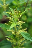 Urtica dioica - Stinging nettle, stingless form