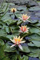 Nymphaea 'Sioux', August
