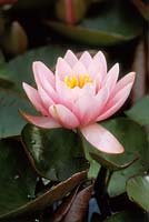 Nymphaea 'Pink Opal', August