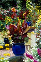 Blue glazed container with Canna 'Durban', august