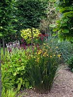 Crocosmia 'Gerbe D'Or' and 'Hellfire', Persicaria, blue grass and Stipa gigantea in a gravel garden surrounded by a pleached hornbeam hedge