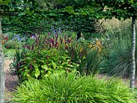 A gravel garden planted with Crocosmia 'Gerbe D'or', Agapanthus africanus, Persicaria and Stipa gigantea 'Gold Fontaene', encircled by a pleached hornbeam hedge.