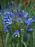 Agapanthus africanus hybrid - African blue lily