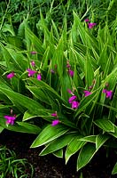 Bletilla striata 'Albostriata' - Chinese ground orchid