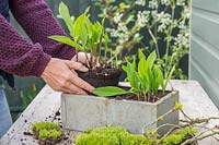 Planting Convallaria majalis at both ends of the container