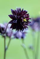 Aquilegia vulgaris 'Black Barlow' - Granny's bonnet, May