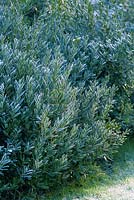 Phillyrea angustifolia - False Olive, foliage with frost, January